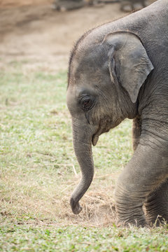 baby elephant in the Elephant Breeding Centre, Sauraha, Nepal