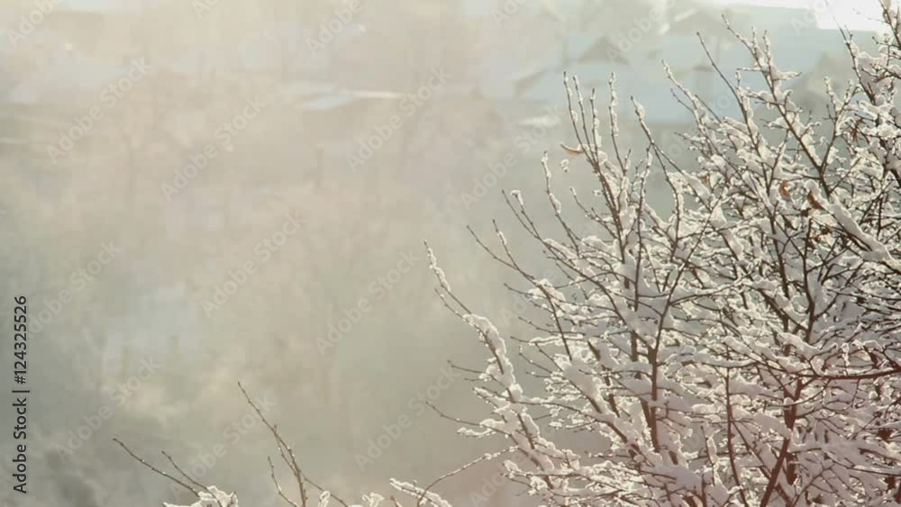 Poster Trees in Snow