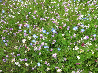 Field of flowers