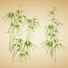 Obraz premium Bamboo trees