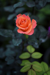 Roses blooming in garden with soft blossom petals. This is the symbolic flower of love
