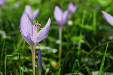 close-up of autumn crocuses in the grass