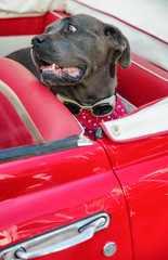 Dog on car seat