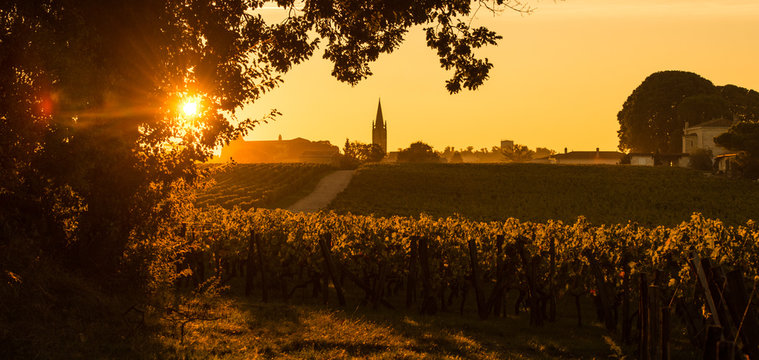 Saint Emilion Vineyard Sunrise, Bordeaux Wine