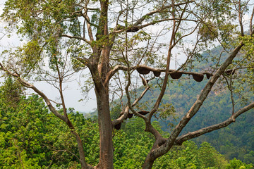 Wild bees nest on tree, Sri Lanka