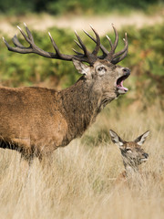 Red Deer, Deers, Cervus elaphus - Rut time.
