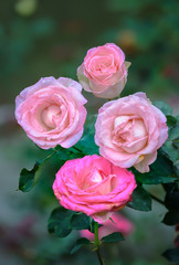 Roses blooming in garden with soft blossom petals. This is the symbolic flower of love