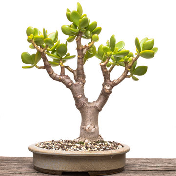 Crassula ovata Bonsai Baum