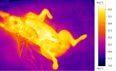  thermal image photo, french bulldog, color scale