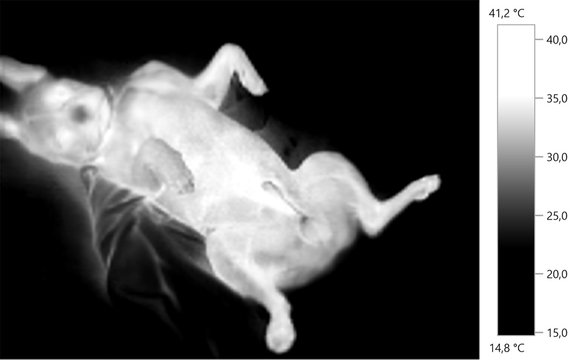  thermal image photo, french bulldog, gray scale