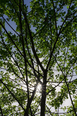 sun beams through the leaves of a tree