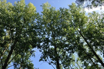  Poplars