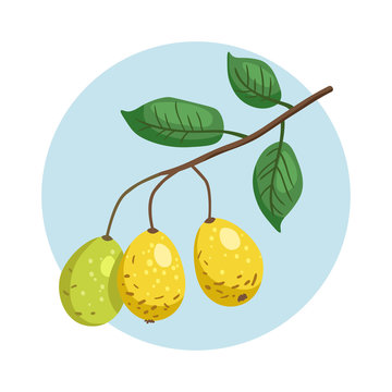 Vector icon of branch with marula fruits. Eco organic diet food. Exotic fruit of Africa - Sclerocarya birrea.