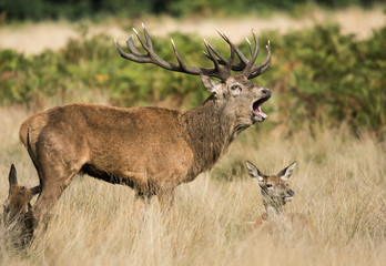 Red Deer, Deers, Cervus elaphus - Rut time.