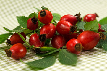 wild rose bush, checkered napkin on the table
