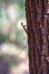 Small lizard on tree trunk