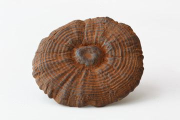 Rare Chinese traditional medicine ganoderma lucidum features