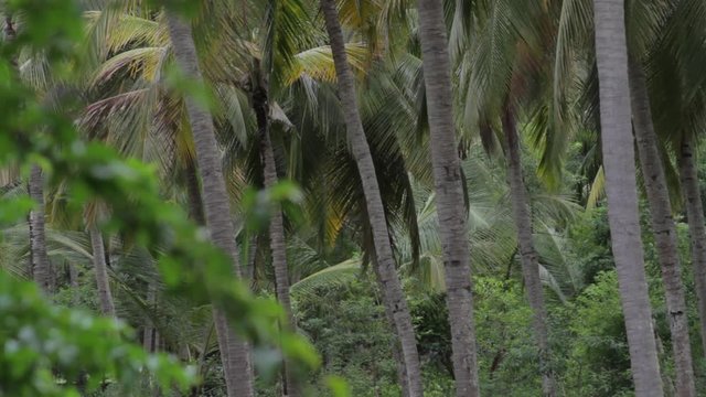 Muttom Forest India, medium shot of the Muttom Forest in Muttom, India.