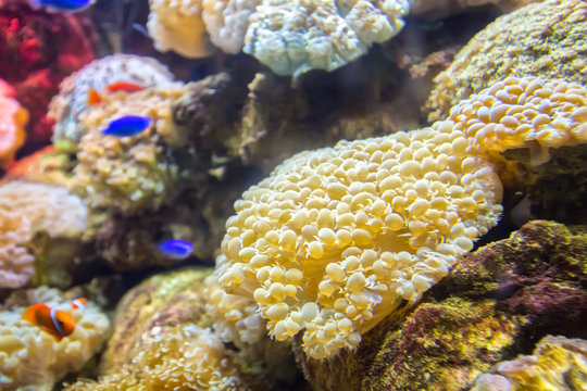 Coral ecosystems aquarium beautiful colorful