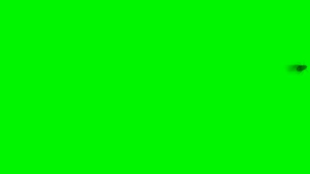 Single Fly Flying on Lens or Screen on a Green Screen Background