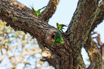 Parrots fighting over nest on the tree, Sri Lanka