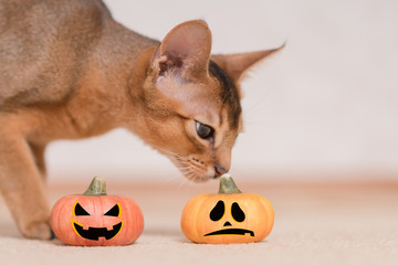 Abyssinian cat with two Halloween pumpkins
