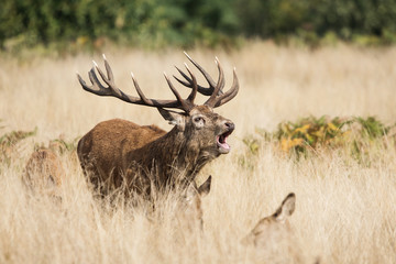 Red Deer, Deers, Cervus elaphus - Rut time.