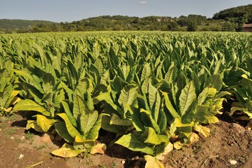 Rows of tobacco plants