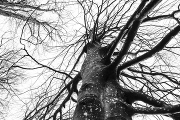 Kahler Baum schwarzwei&szlig;