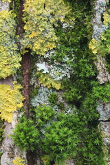 Moss and lichen texture on willow bark