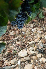 Closeup on Fresh Grapes in Bordeaux vineyards