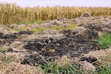 Burnt field.