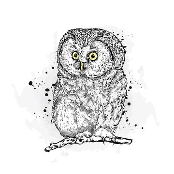 Funny owl. Vector illustration. Vintage.