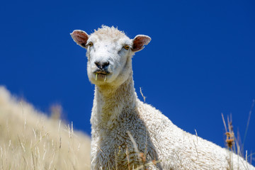 sheep in new zealand