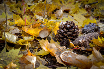 Forest fir cones on a background of yellow leaves