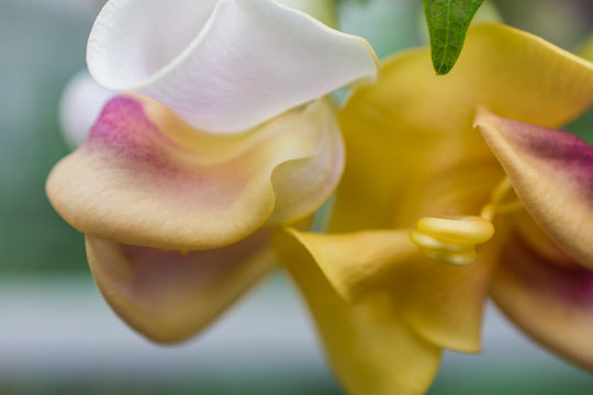 macro detail of yellow tropical orchid
