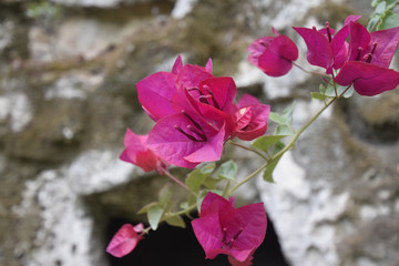 Pink Flowers with wall in the background