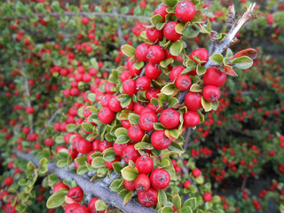 Obraz premium Berries