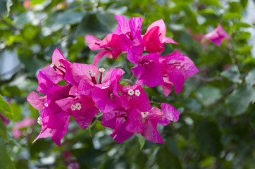 ブーゲンビリア