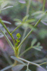 macro detail of a rue herb plant