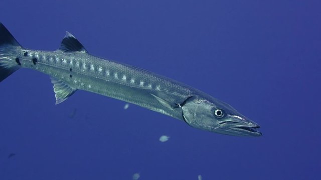Great barracuda in blue water with surgeonfish
