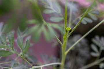 macro detail of a rue herb plant