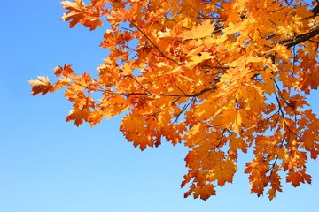 Maple leaves in fall