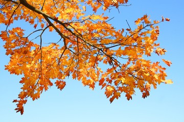 Golden leaves of maple on branch
