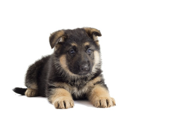 Puppy looking German Shepherd
