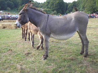 Obraz premium asina in dolce attesa