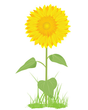 sunflower plant vector design