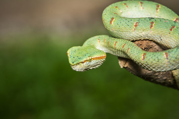 green snake