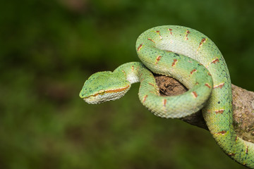 green snake