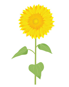 sunflower vector design